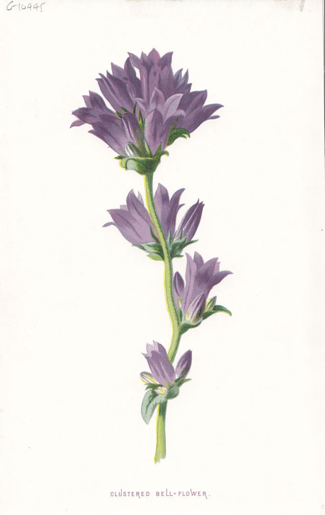 FLOWERS. Clustered Bell-Flower c1895 old antique vintage print picture